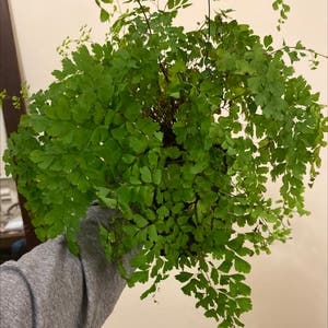Maidenhair Fern plant photo by @reen named Maido on Greg, the plant care app.