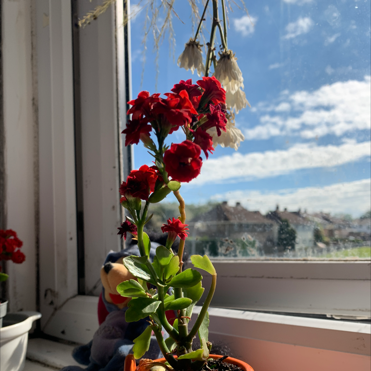 Florist Kalanchoe plant photo by @emilia4987 named #1 on Greg, the plant care app.