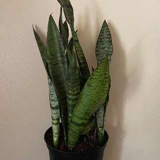 Snake Plant plant in Milwaukee, Wisconsin