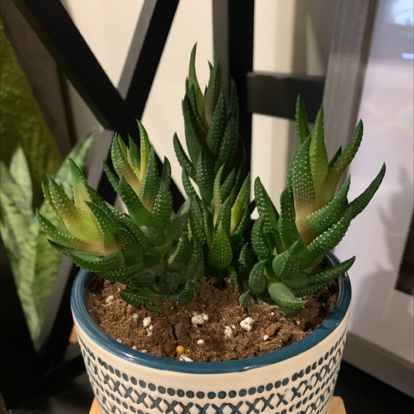 Zebra Wart plant in a decorative pot with visible soil, appearing healthy.