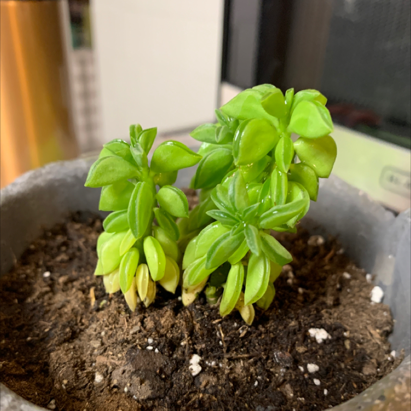 Stringy Stonecrop plant in a pot with visible soil, healthy green leaves.