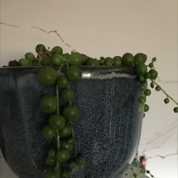 String of Pearls plant photo by @Caitlingroome named Flora on Greg, the plant care app.