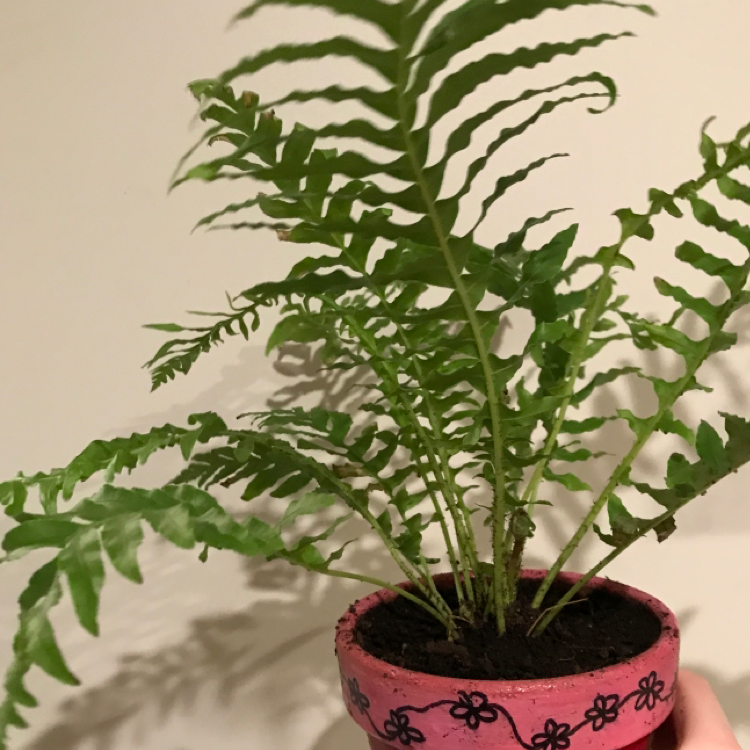 Photo of the plant species Silver Lady Fern by @Caitlingroome named Silvia on Greg, the plant care app