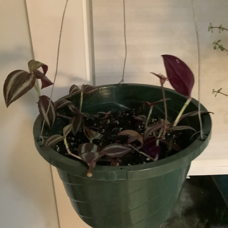 Spiderwort plant photo by @tridling270 named amy on Greg, the plant care app.