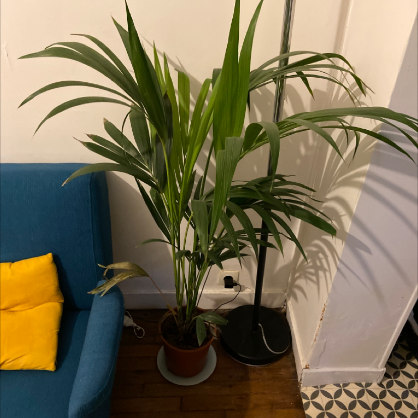 A healthy, mature Kentia Palm houseplant with long green fronds, potted in a red ceramic planter on a patterned tile floor.