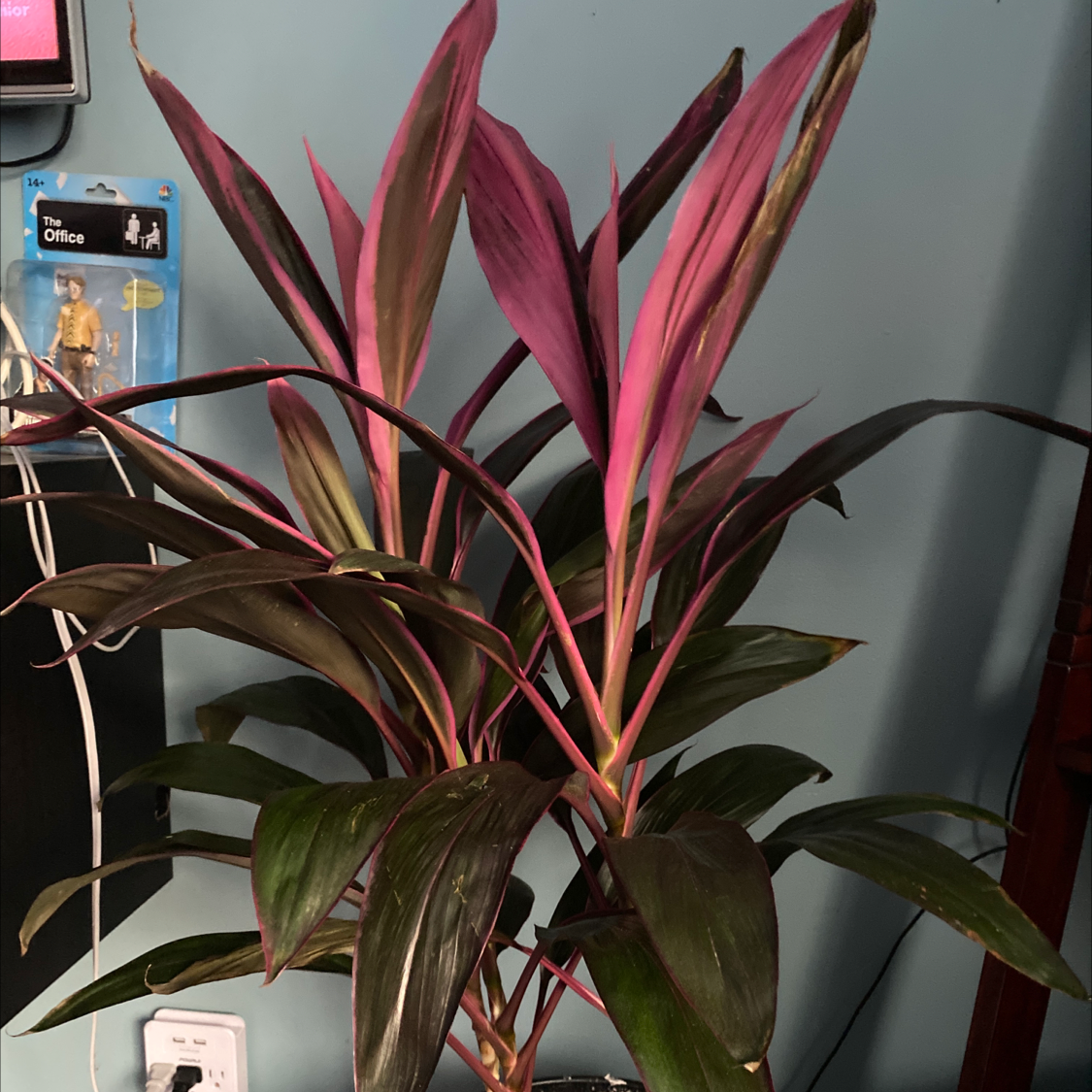 Healthy potted Ti plant with vibrant pink and green foliage, centered in frame against plain background.