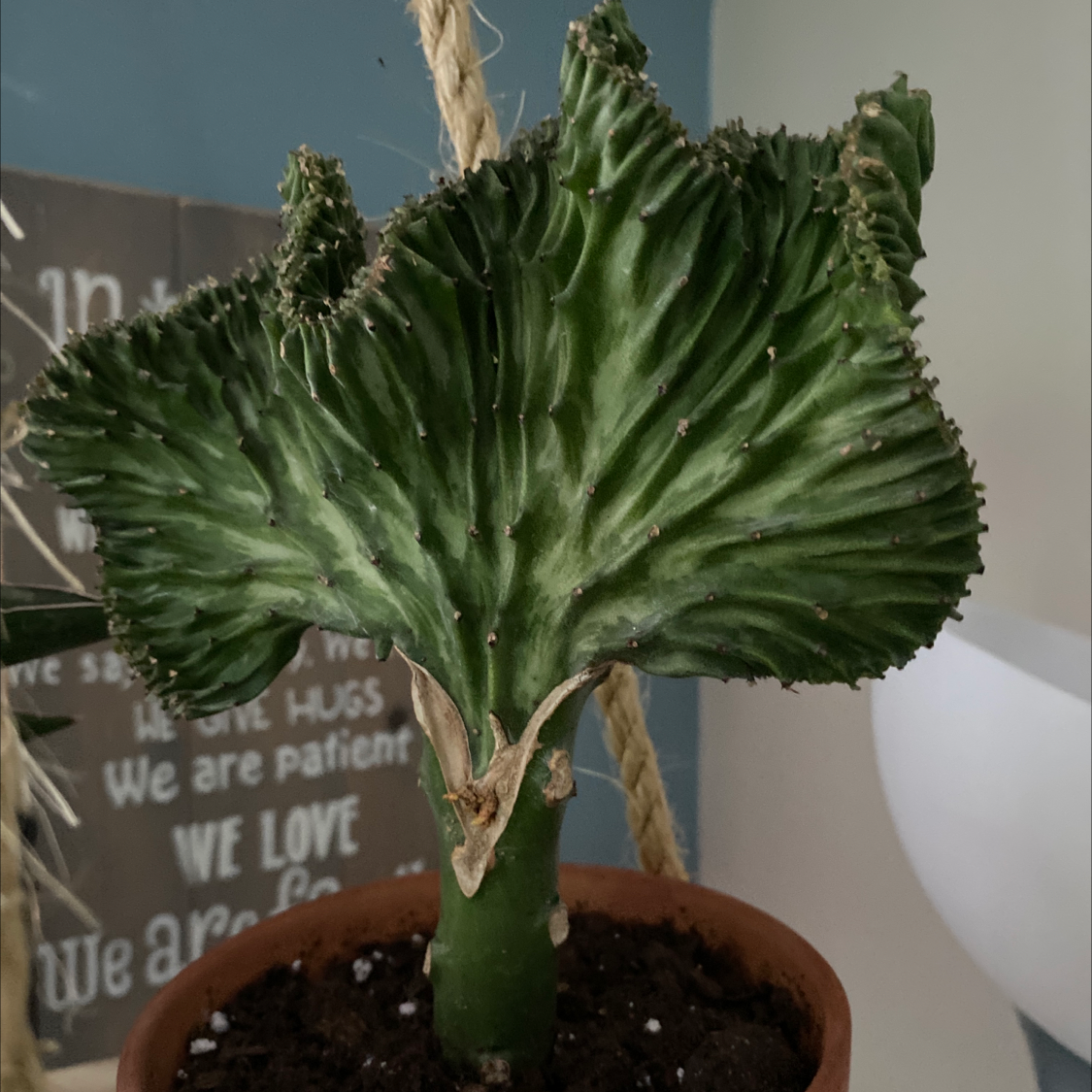 Candelabra Cactus in a pot with some browning at the base.