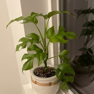 Mini Monstera plant photo by @beastlyblake25 named Tetris on Greg, the plant care app.