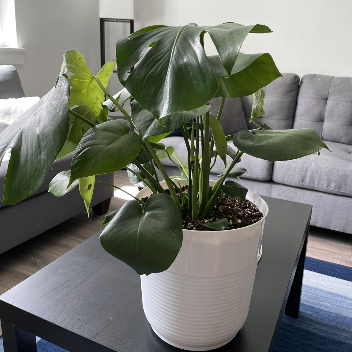 Monstera plant photo by @beastlyblake25 named Monster on Greg, the plant care app.