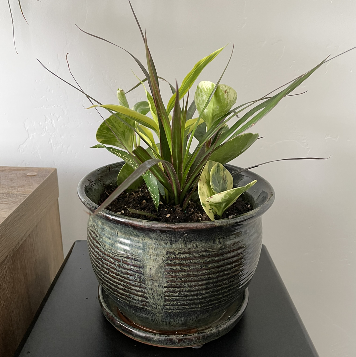 Dragon Tree plant photo by @beastlyblake25 named Rando on Greg, the plant care app.