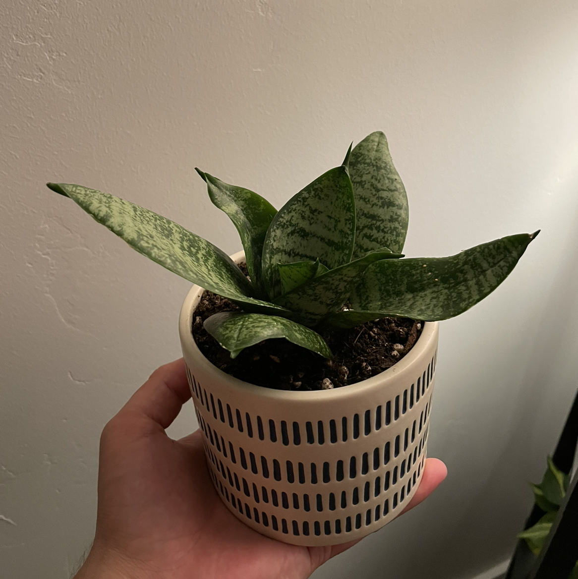 Snake Plant plant photo by @beastlyblake25 named Star snakey on Greg, the plant care app.