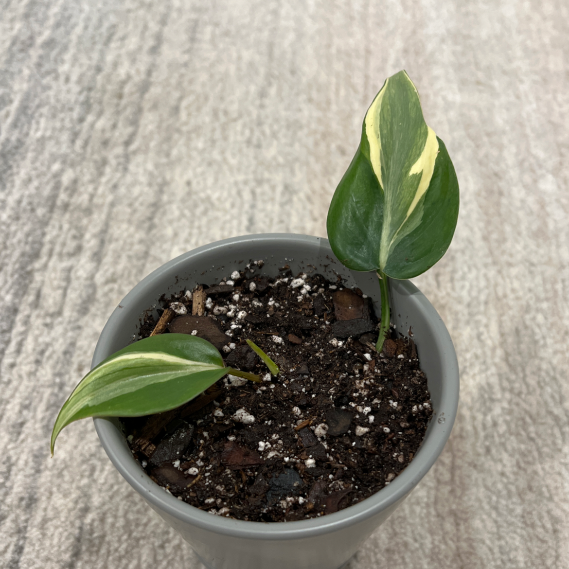 Philodendron 'Rio' plant in a pot with variegated green and yellowish-white leaves.