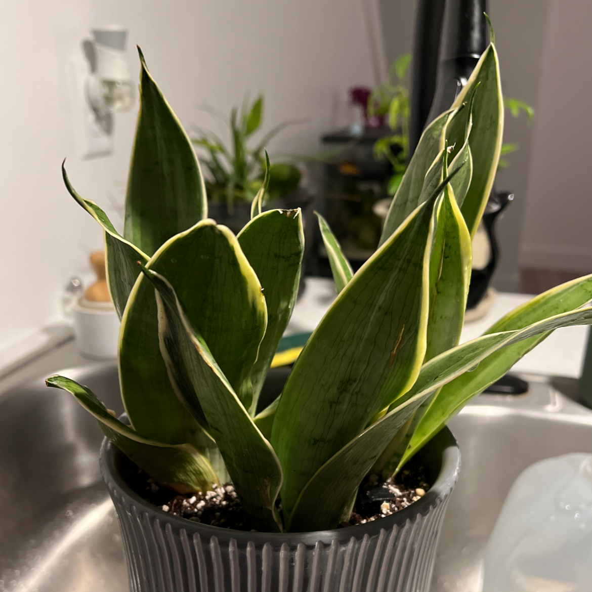 Sansevieria Night Owl plant in a pot with healthy, upright leaves.