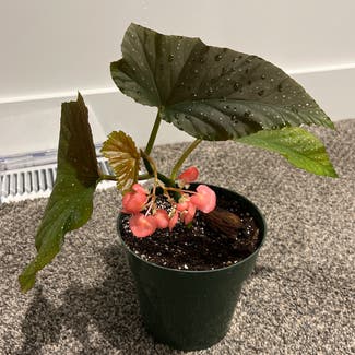 Polka Dot Begonia plant in Logan, Utah