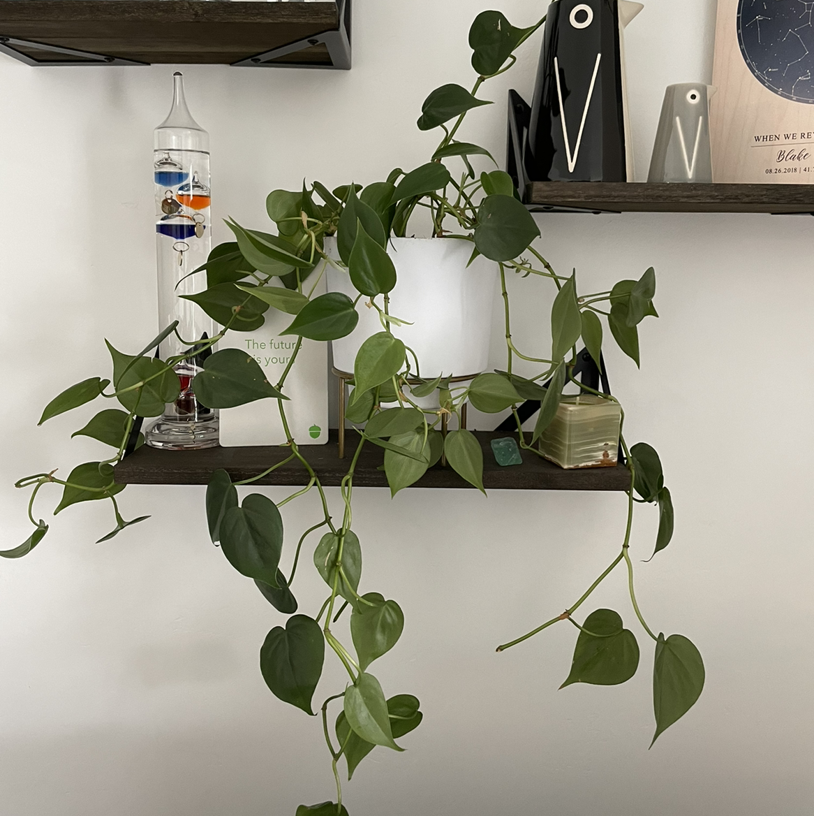 Philodendron Scandens plant photo by @beastlyblake25 named Cutie on Greg, the plant care app.