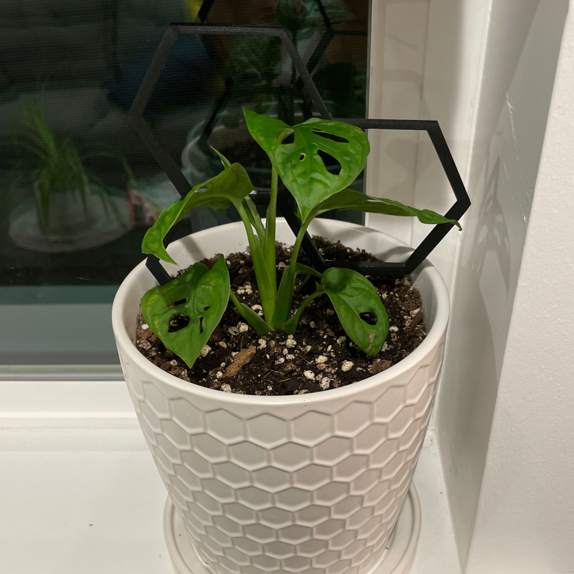 Swiss Cheese Vine plant photo by @beastlyblake25 named Mini Monster Addy on Greg, the plant care app.