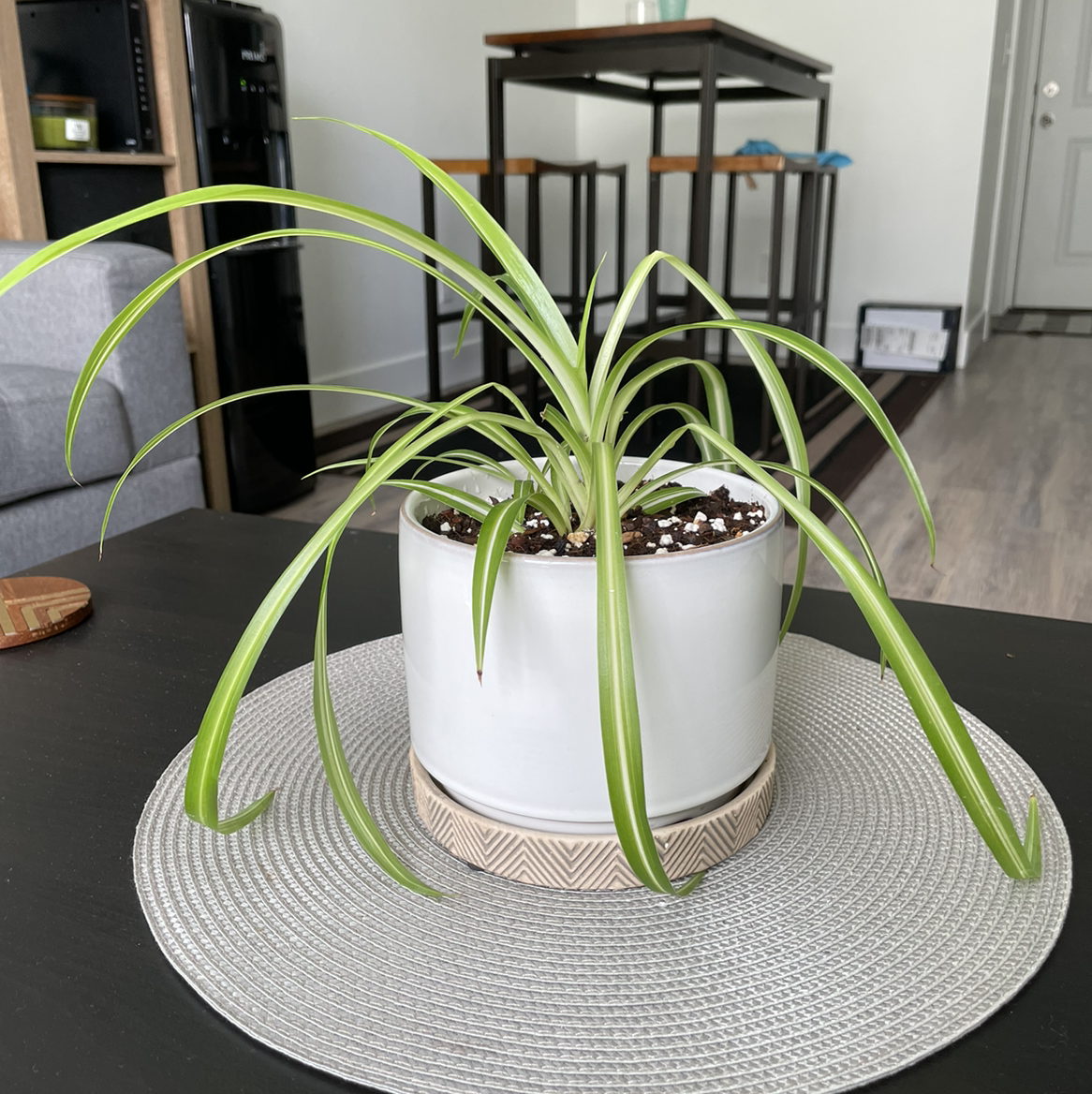 Spider Plant plant photo by @beastlyblake25 named Spidey on Greg, the plant care app.