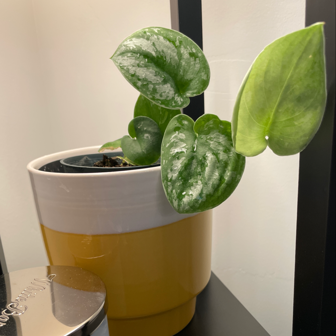 Photo of the plant species Silver Satin Pothos by @beastlyblake25 named Silver Rider on Greg, the plant care app