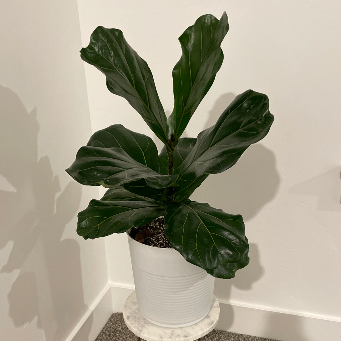 Fiddle Leaf Fig plant photo by @beastlyblake25 named Keanu Leaves on Greg, the plant care app.