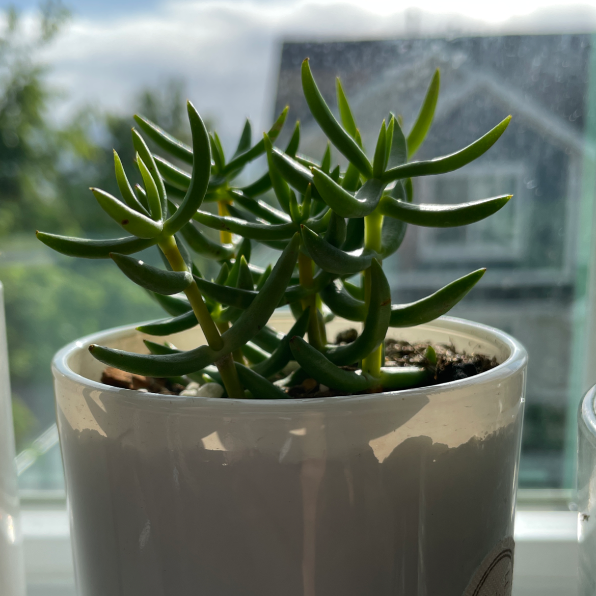 Miniature Pine Tree plant photo by @beastlyblake25 named Flora on Greg, the plant care app.
