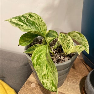 Marble Queen Pothos plant photo by @beastlyblake25 named Elsa on Greg, the plant care app.