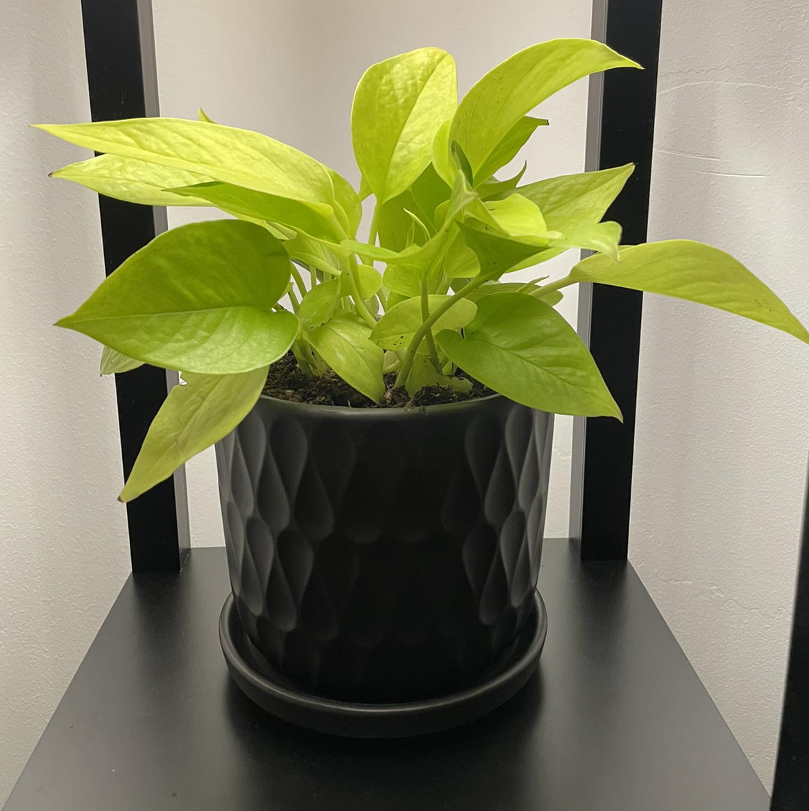 Neon Pothos plant photo by @beastlyblake25 named Bright on Greg, the plant care app.