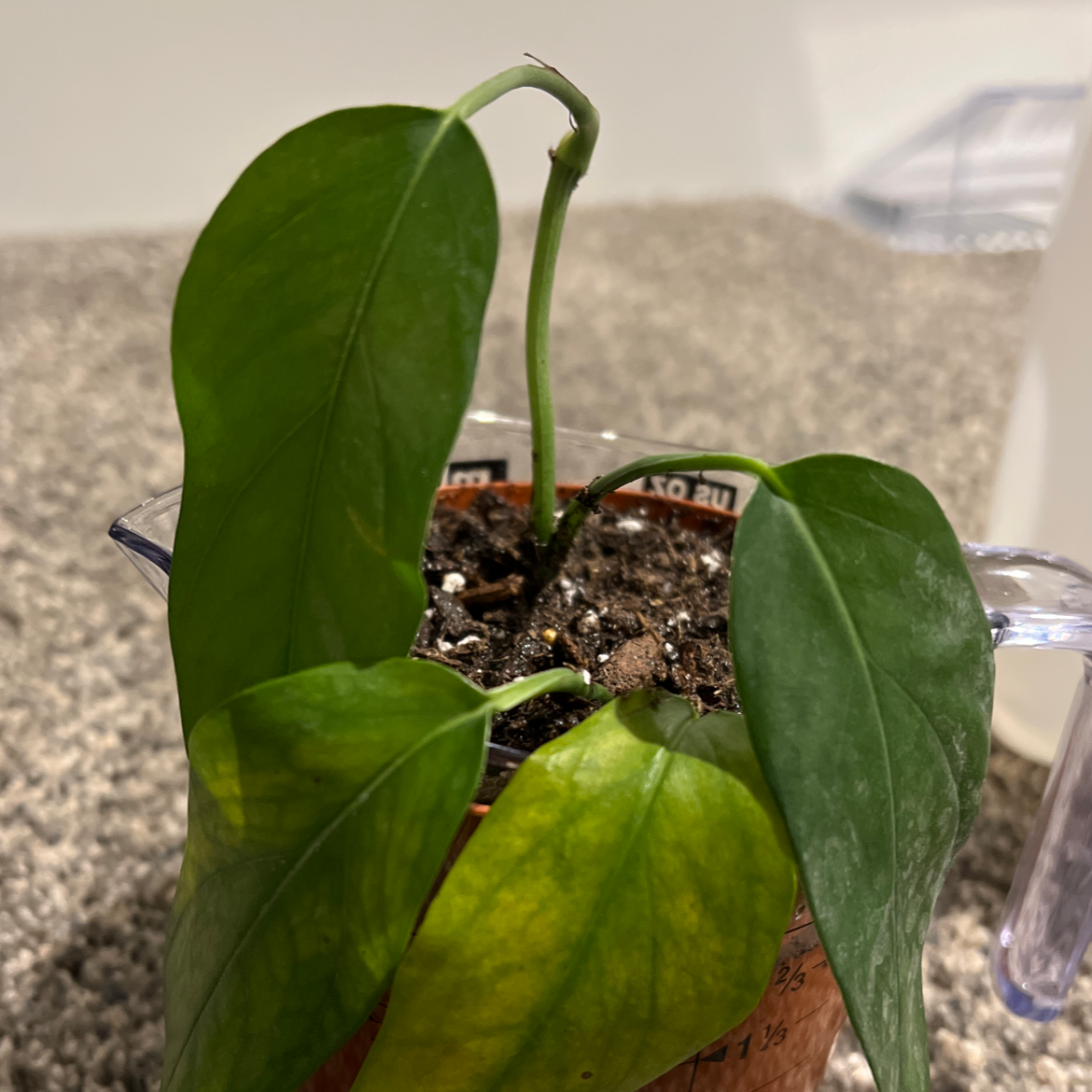 Baltic Blue Pothos plant with some yellowing leaves in a pot with visible soil.