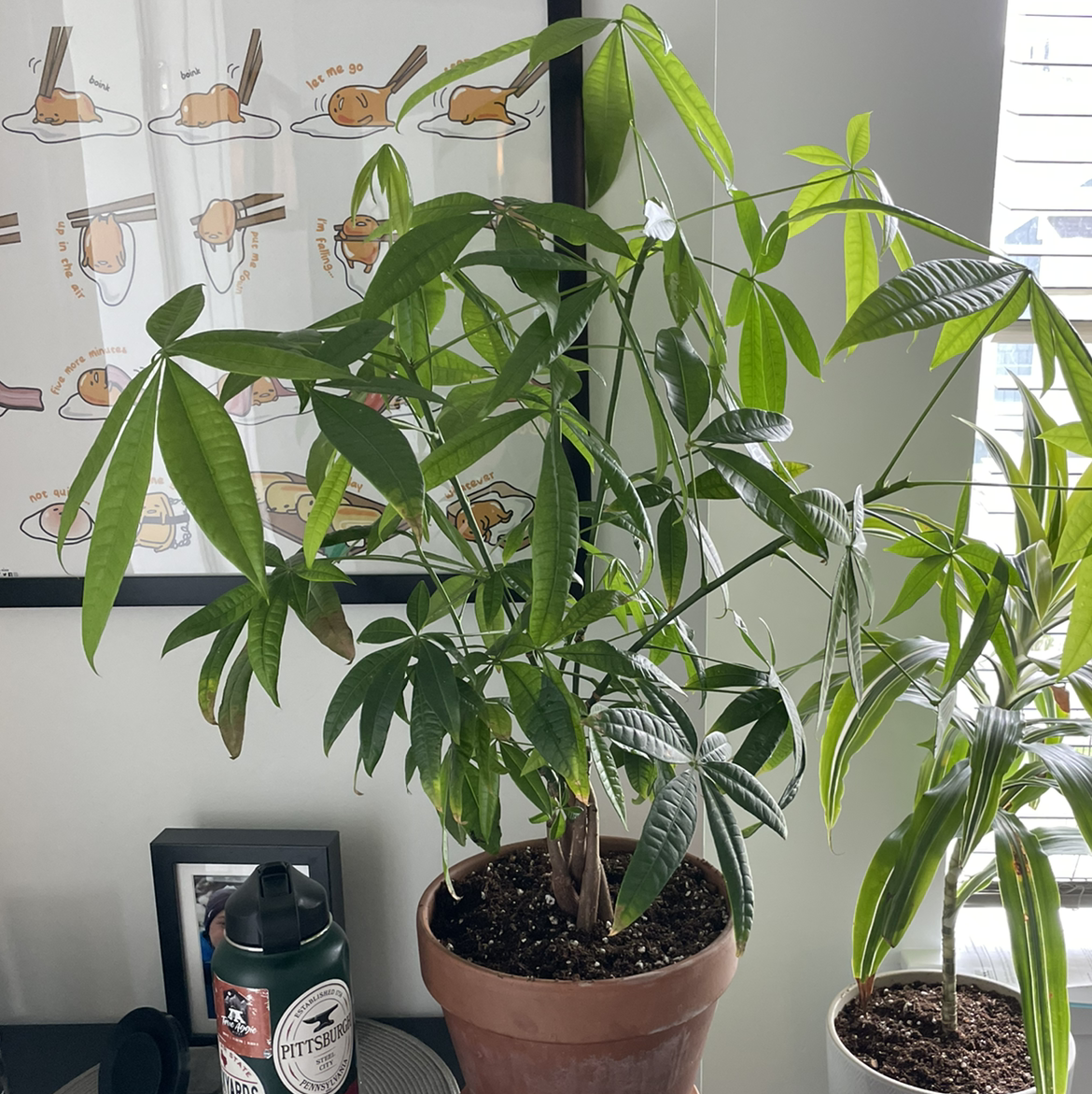 Money Tree plant photo by @beastlyblake25 named Money on Greg, the plant care app.