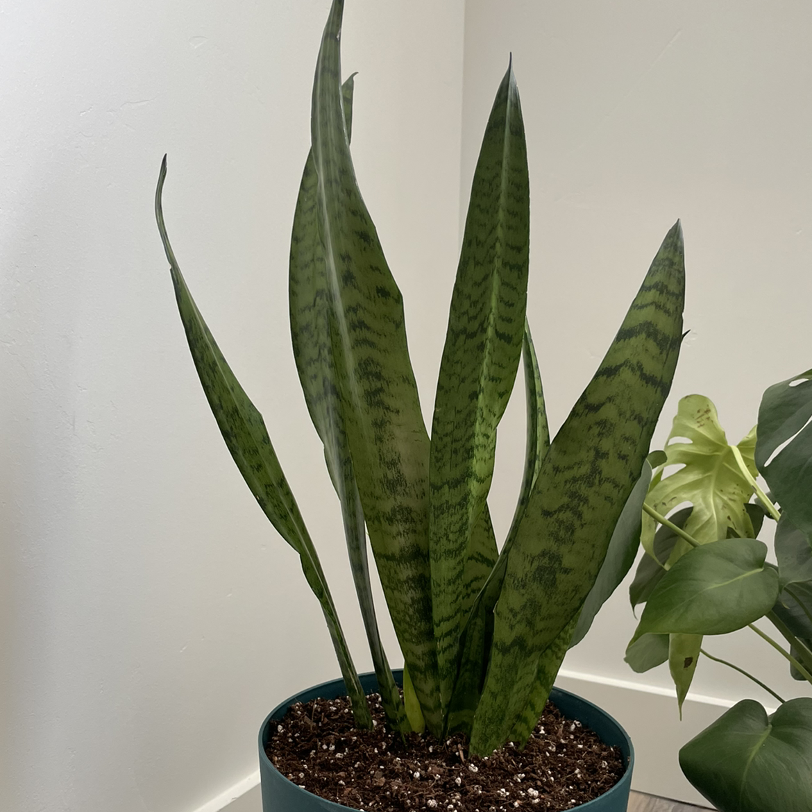 Snake Plant plant photo by @beastlyblake25 named Snakie on Greg, the plant care app.