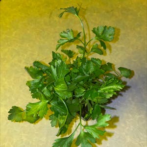 Italian Parsley plant photo by Sienna named Ping pong on Greg, the plant care app.