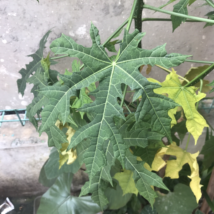 🌡 What Temperature Does My Papaya Need?