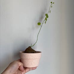 Stephania 'Nova' plant