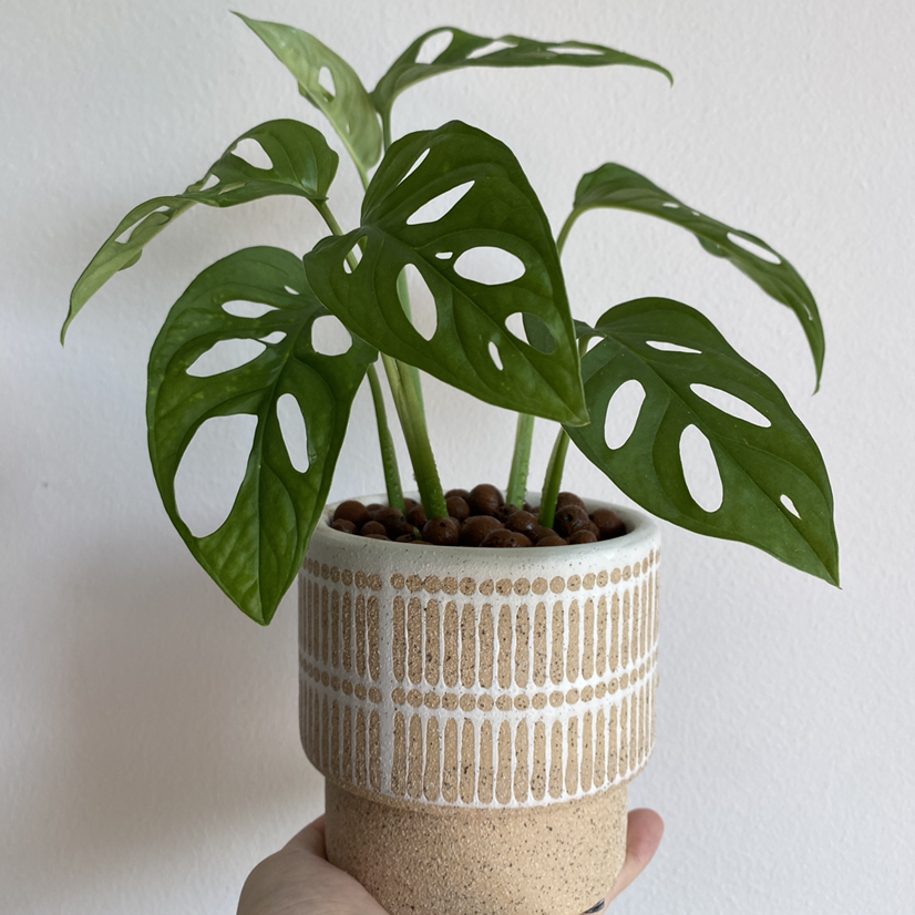 Photo of the plant species Swiss Cheese Vine by Jobeth named Holey Moley on Greg, the plant care app