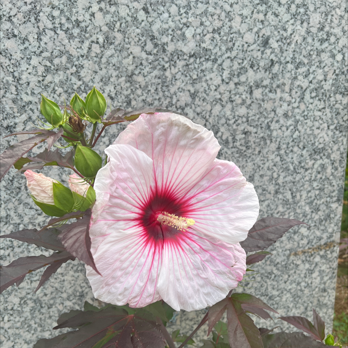 Crimsoneyed Rosemallow with a white flower and red center against a stone background.