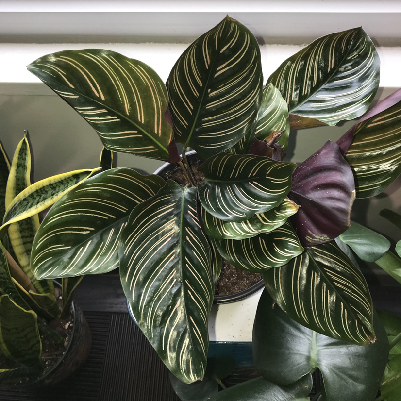 Pinstripe Calathea plant photo by @samplantdad1900 named Miss Diana Ross on Greg, the plant care app.