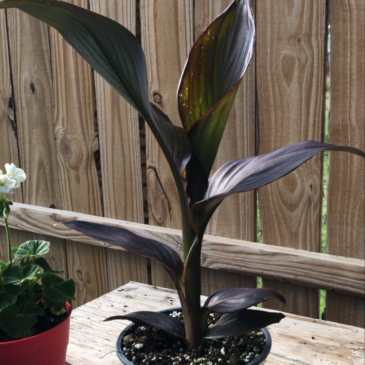 Photo of the plant species Canna Lily by @faloluvsu named Canna Lilly on Greg, the plant care app