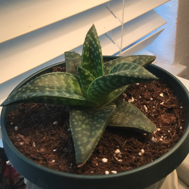 Photo of the plant species Gasteraloe 'Flow' by @faloluvsu named Aveo on Greg, the plant care app