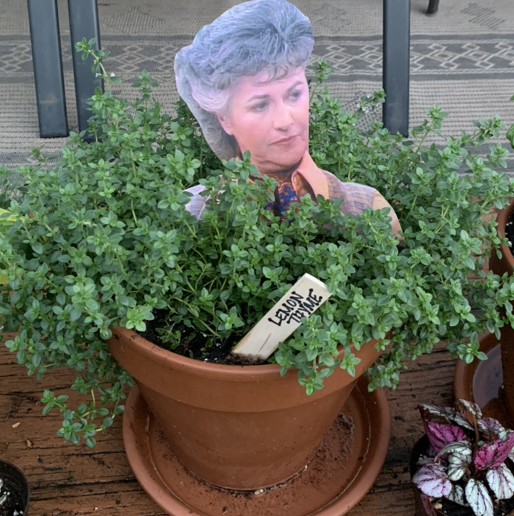 Photo of the plant species Lemon Thyme by @PottedSmiles named Maude on Greg, the plant care app