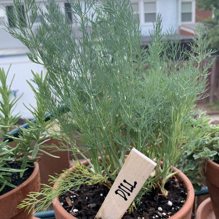 A healthy potted Dill plant with green, feathery leaves and visible soil.