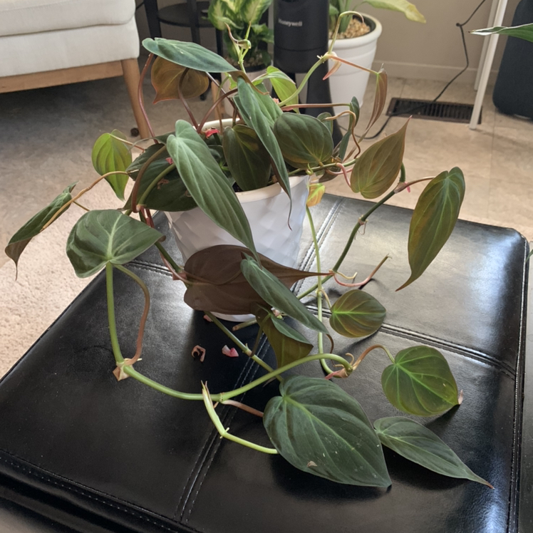 Philodendron Micans plant photo by @PottedSmiles named Queen of Hearts on Greg, the plant care app.