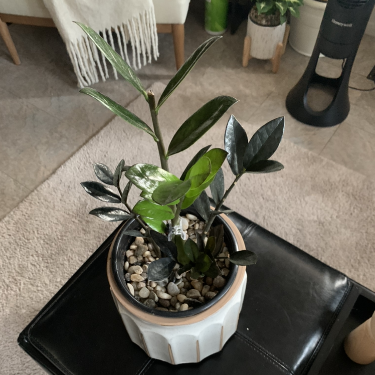Raven ZZ Plant plant photo by @PottedSmiles named Edgar on Greg, the plant care app.