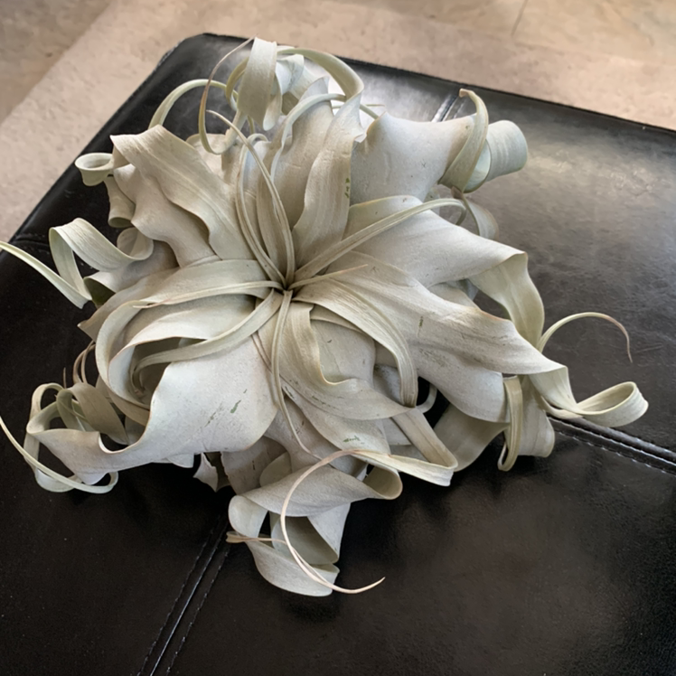 Photo of the plant species Shirley Temple Air Plant by @PottedSmiles named Medusa on Greg, the plant care app