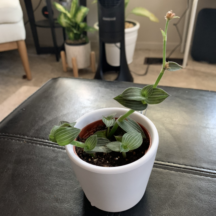 Photo of the plant species Puppy Ears Plant by @PottedSmiles named Your plant on Greg, the plant care app