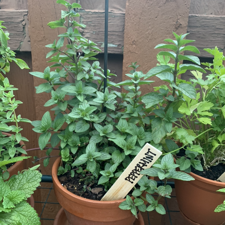 Healthy potted peppermint plant with green leaves and a label.