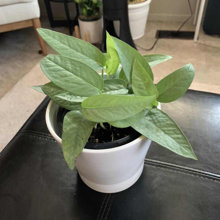 Cebu Blue Pothos plant photo by @PottedSmiles named Blue on Greg, the plant care app.