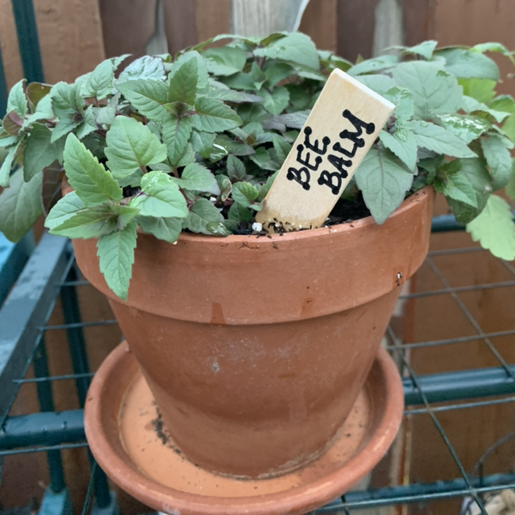 Photo of the plant species Scarlet Beebalm by @PottedSmiles named Burt on Greg, the plant care app