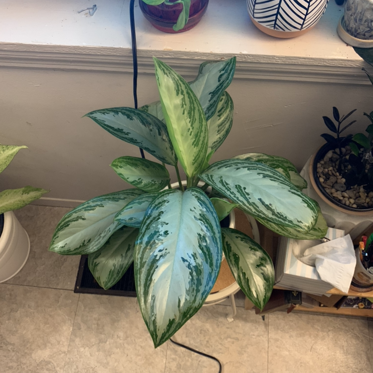 Chinese Evergreen plant photo by @PottedSmiles named Silver Bae on Greg, the plant care app.