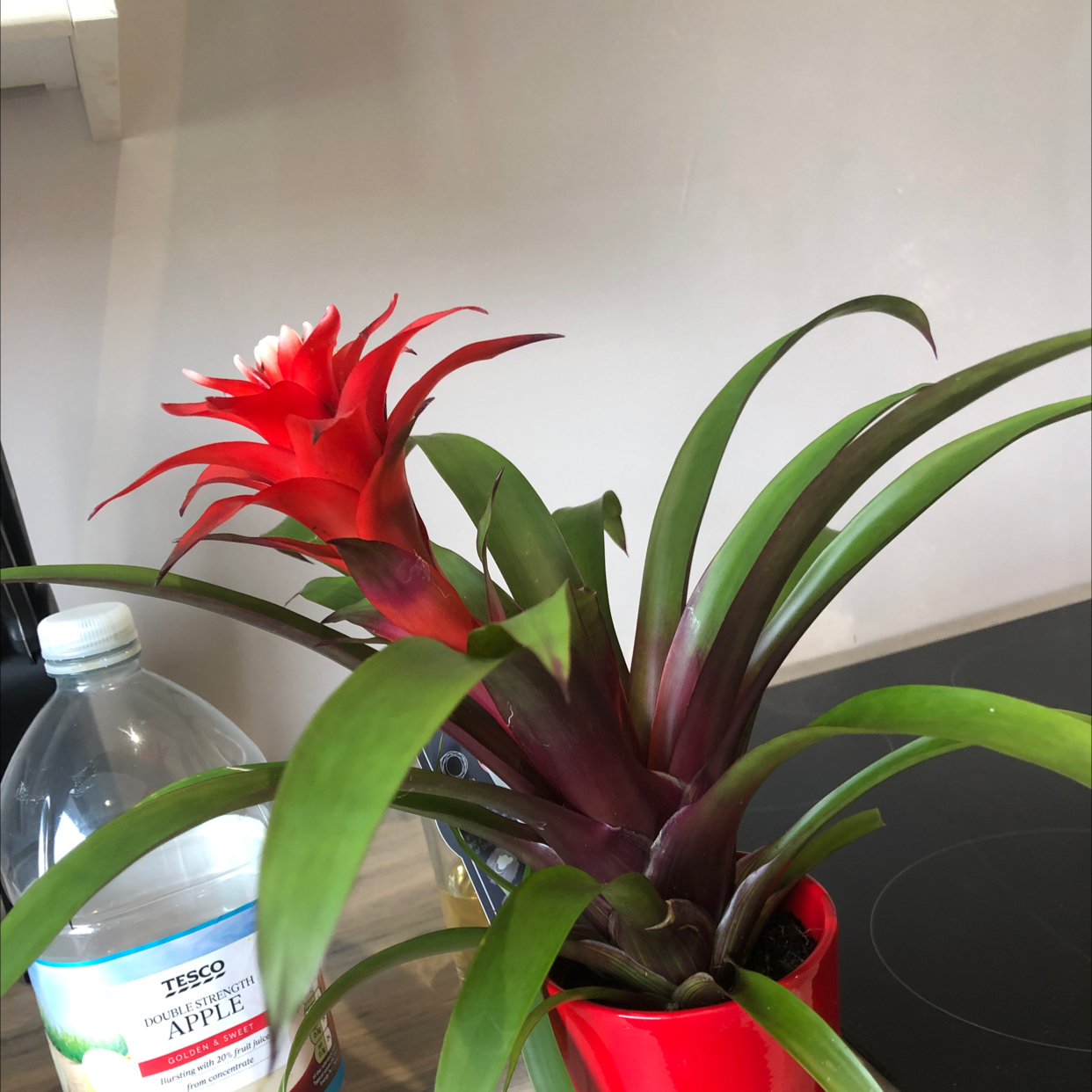 Photo of the plant species Urn Plant by @Charchar named Peter Parker on Greg, the plant care app