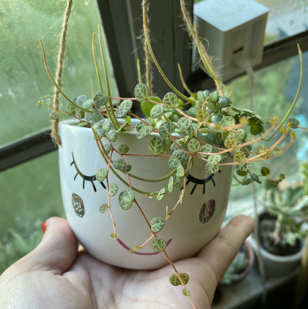 String of Turtles plant in a decorative pot held by a hand, with no visible health issues.