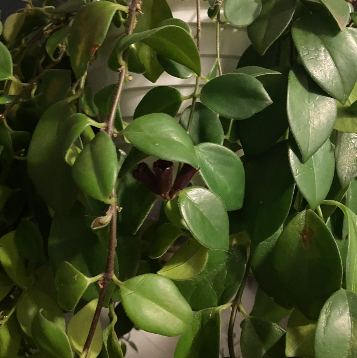 Lipstick Vine with healthy green leaves, no visible discoloration or disease.